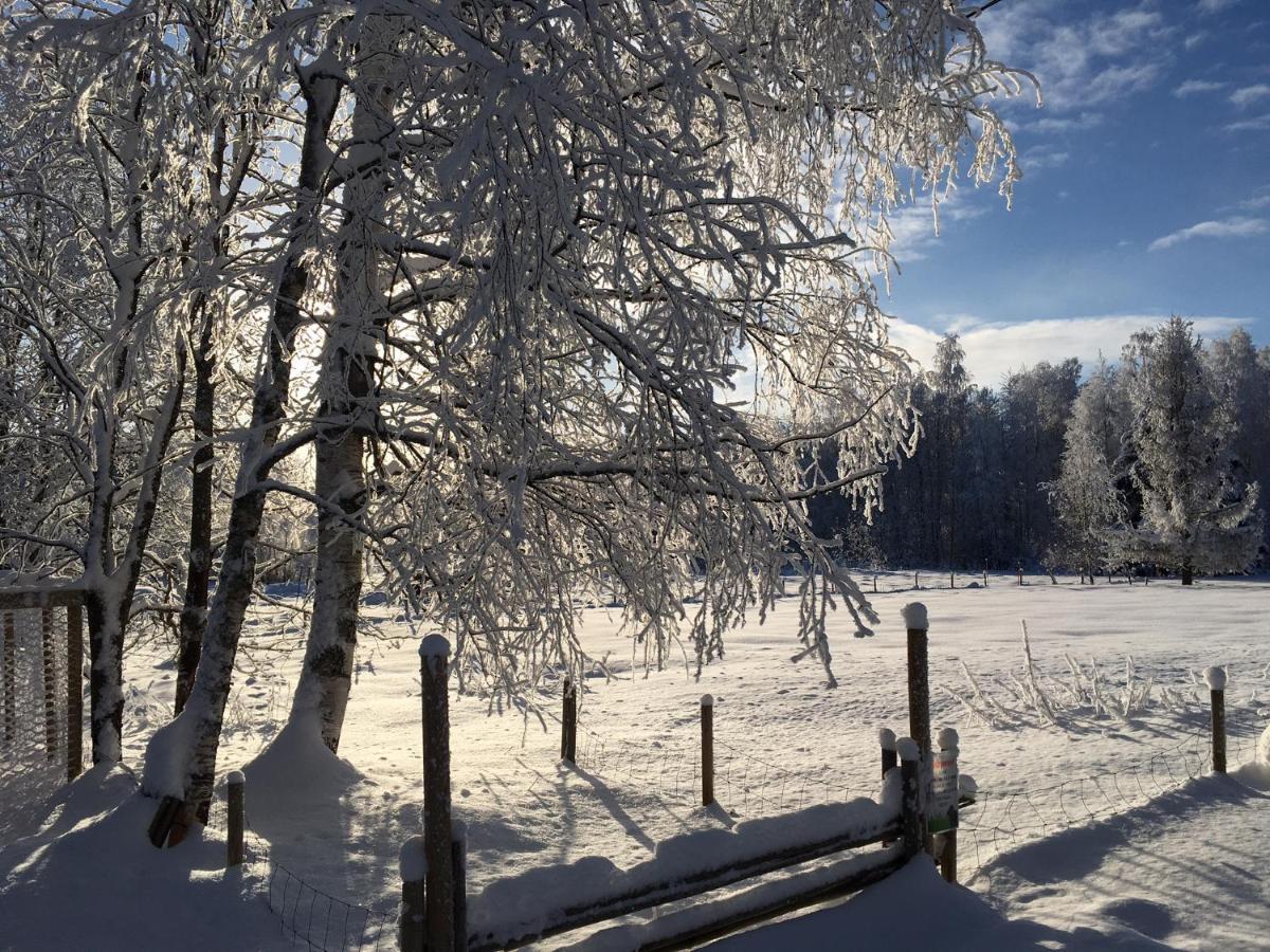 Ollilan Tupa Joensuun Laehellae Bed and Breakfast Ylämylly Exteriör bild